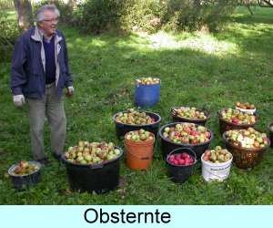Obsternte