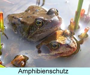 Amphibienschutz