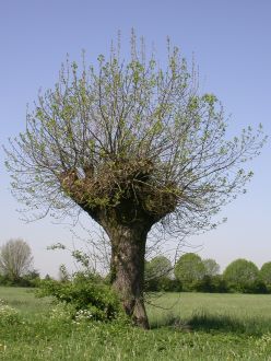Kopfbaum in der Momm-Niederung