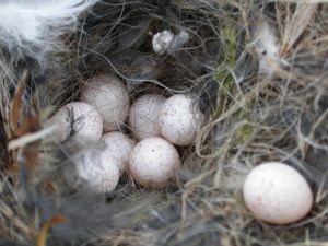 Nest mit unbefruchteten Eiern